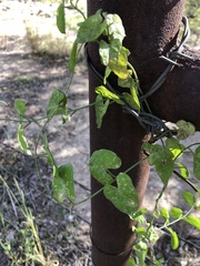 Asclepiadoideae