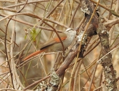 Cranioleuca pyrrhophia