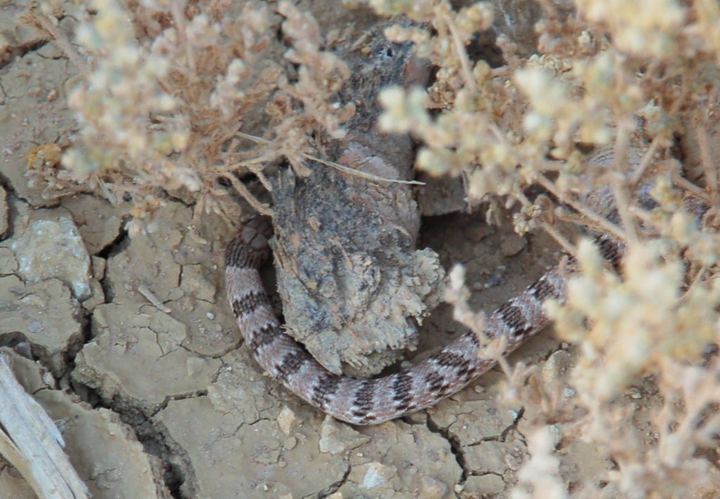 Sinai dwarf racer (Eirenis coronelloides) - Snakes and Lizards