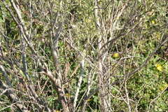 Setophaga palmarum palmarum