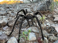 Aphonopelma chalcodes