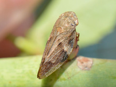 Aphrophora