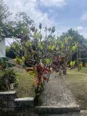 Codiaeum