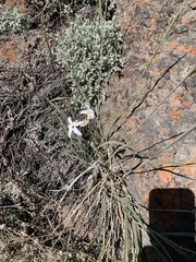 Leucocoryne ixioides