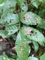 Paullinia pinnata