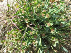 Euphorbia silenifolia