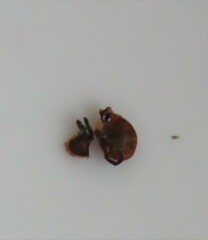 Ixodidae