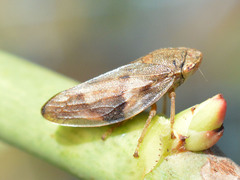 Aphrophora