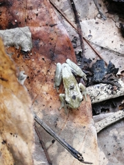 Trachycephalus vermiculatus