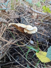 Tapinella panuoides