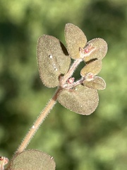 Euphorbia petrina