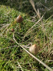 Psilocybe semilanceata