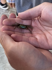 Minuca longisignalis