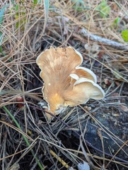 Tapinella panuoides