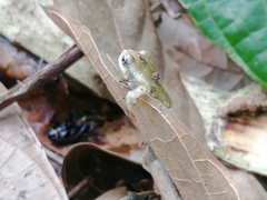 Trachycephalus vermiculatus