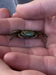 Minuca longisignalis