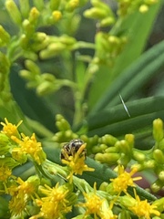 Halictus ligatus