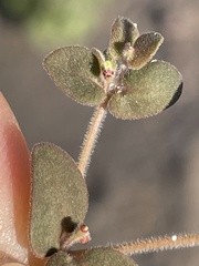 Euphorbia petrina