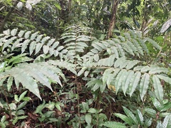 Zanthoxylum martinicense