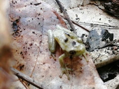 Trachycephalus vermiculatus