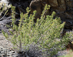 Chamaebatiaria millefolium