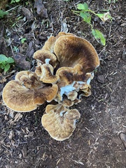 Bondarzewia occidentalis