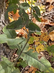 Aureolaria virginica