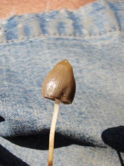 Psilocybe semilanceata