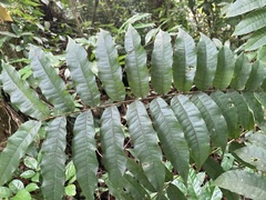 Zanthoxylum martinicense