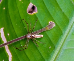 Tapinillus