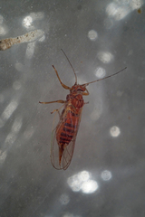 Cacopsylla pyri