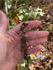 Aureolaria virginica