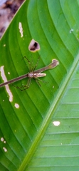 Tapinillus