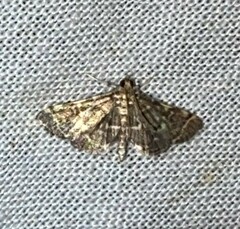 Anageshna primordialis