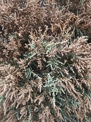 Platycladus orientalis