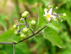 Solanum pilcomayense