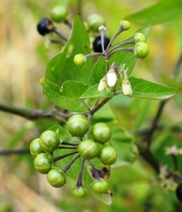 Solanum pilcomayense