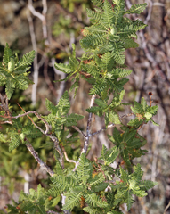 Chamaebatiaria millefolium