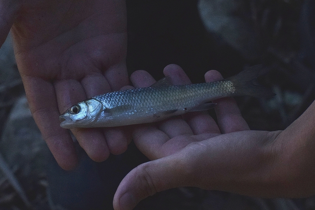 Pamvotida Chub