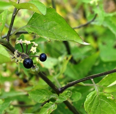 Solanum pilcomayense