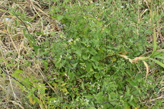 Solanum pilcomayense