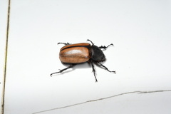 Eupatorus gracilicornis