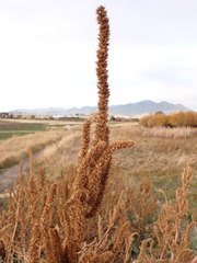 Amaranthus powellii