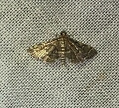 Anageshna primordialis