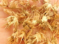 Amaranthus powellii