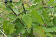 Solanum pilcomayense