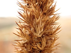 Amaranthus powellii