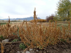 Amaranthus powellii