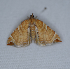 Eulithis molliculata