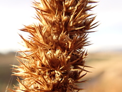 Amaranthus powellii